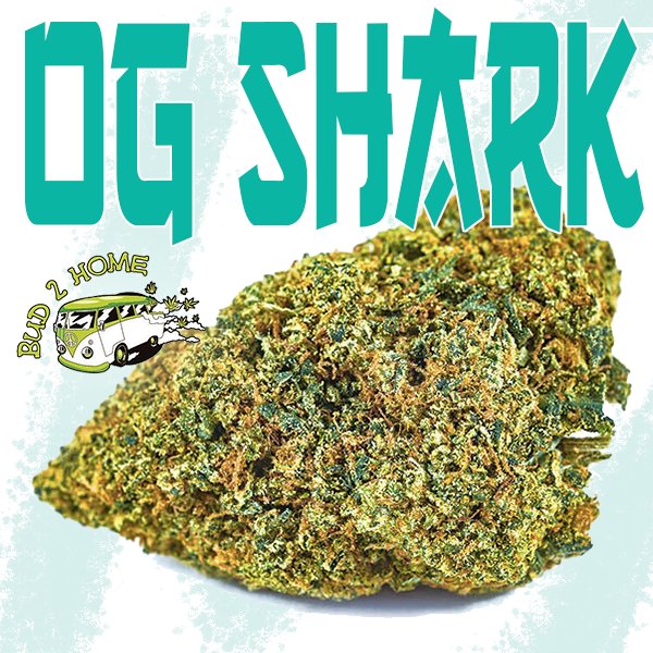 UnitedKush's tweet photo. RT bud2home "We're gonna' need a bigger bud! OG Shark is a fierce and robust hybrid that is known for it's therapeutic effects. 🦈
#Bud2Home #OgShark #Cannabis #HighTimes #MMJPatients #WorldReefers #Weednerdnation #WeShouldSmoke #Kush #Ganja #TopShel… https://t.co/HPsUp0pqyz"