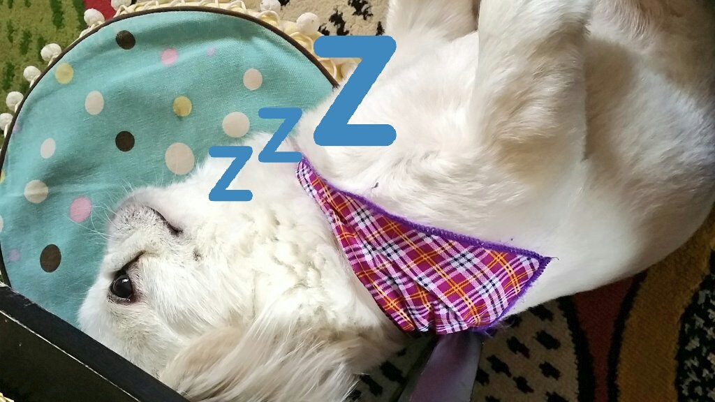 miimii786's tweet photo. 目開けて変な姿勢で睡眠ちゅーw
#ペキニーズ 
#鼻ぺちゃ 
#わんこさんと繋がりたい https://t.co/7Fxqe4mOh7
