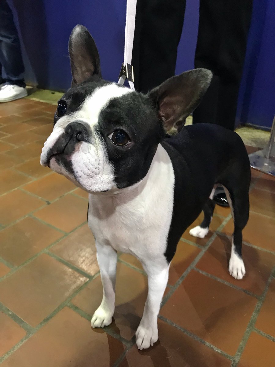 boston terrier westminster 2018