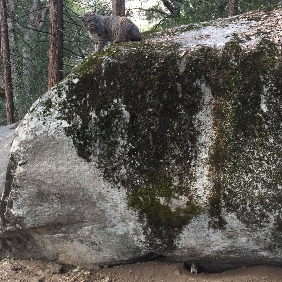 mattwardwords's tweet image. Saw this bobcat while hiking in Yosemite with the family over the weekend. Couldn&apos;t figure out why he was hanging around letting a bunch of people stare at him—until we looked under the rock... #Yosemite #lunchtime