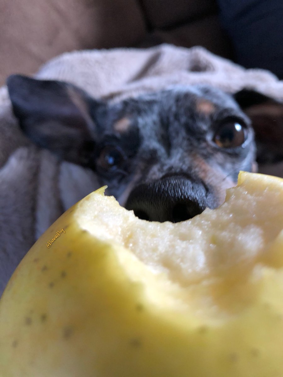 I ❤️ him as much as he ❤️s 🍏s #Darwin 
#DarwinsDay
#loveyourpetday
#LoveYourPetDay everyday 
#NationalLoveYourPetDay 
#nationalpetday