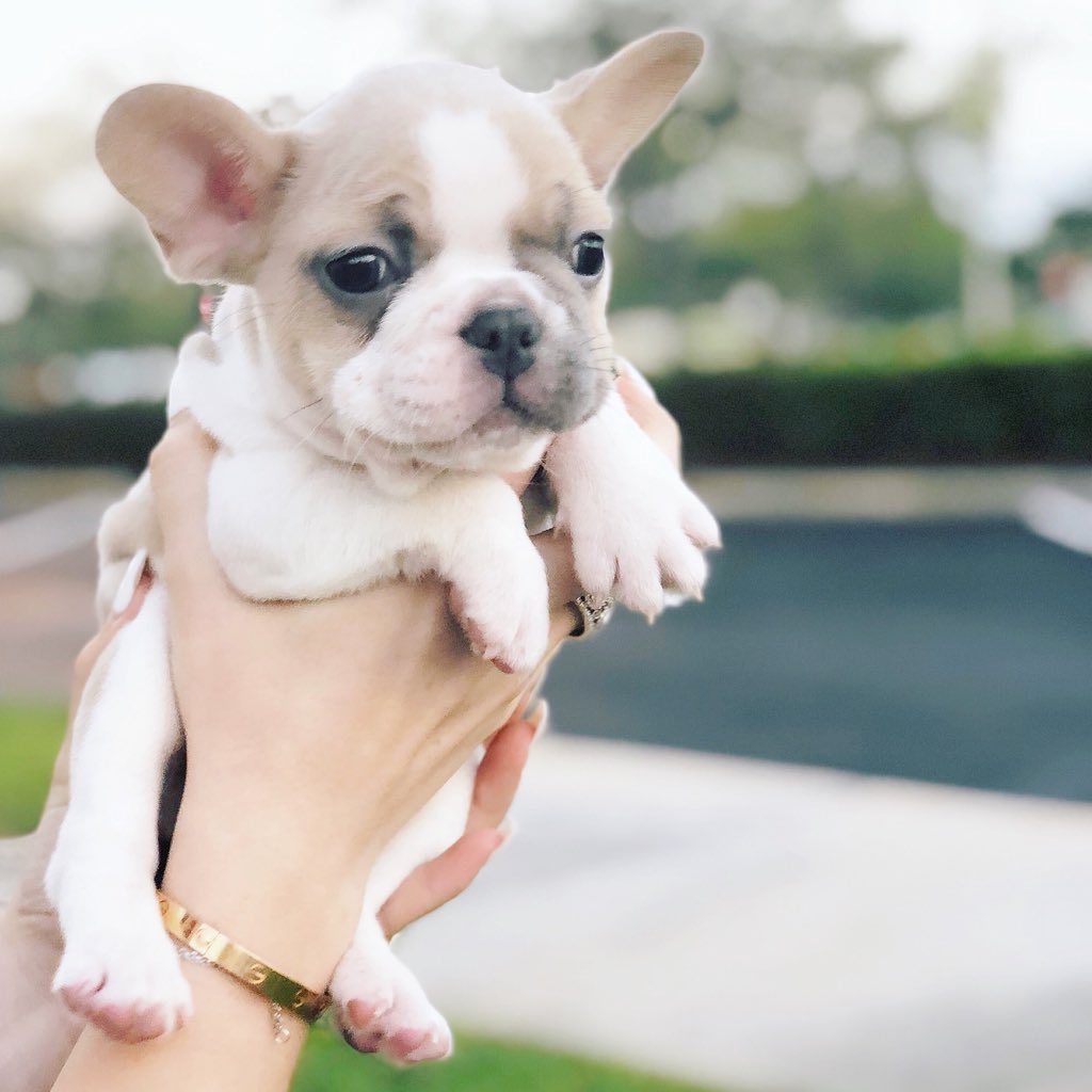 Gina Gostisbehere tweet media