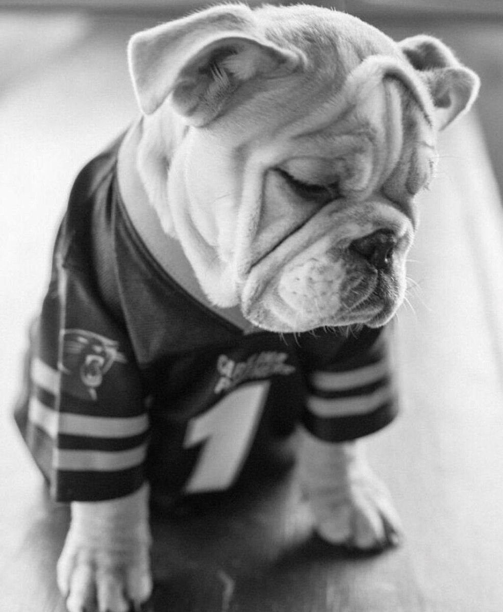 Thanks for tagging your #Panthers pets on #LoveYourPetDay 🐶🐱 https://t.co/E8yMZL9NPy