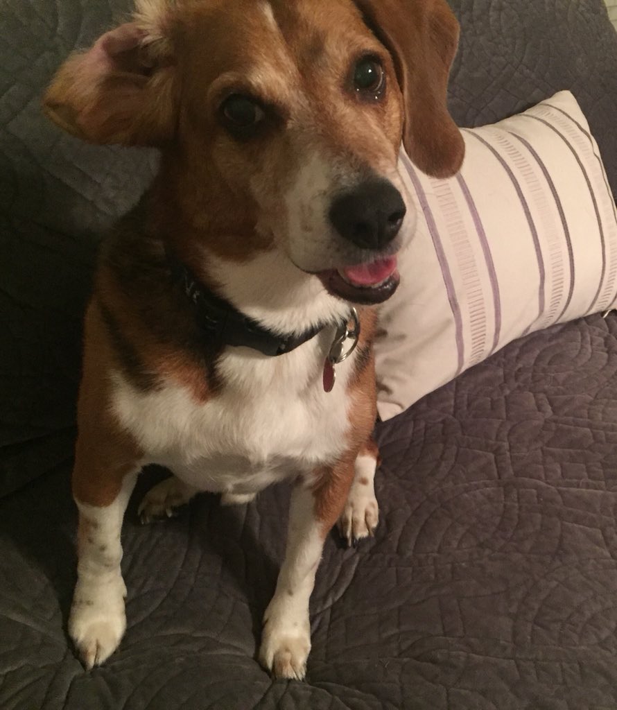 rjmaricelli's tweet photo. If today’s #LoveYourPetDay, what are all the other days? #AskingForAFriend #heyringo #beagles #dogsoftwitter https://t.co/6uUYDoVhs2