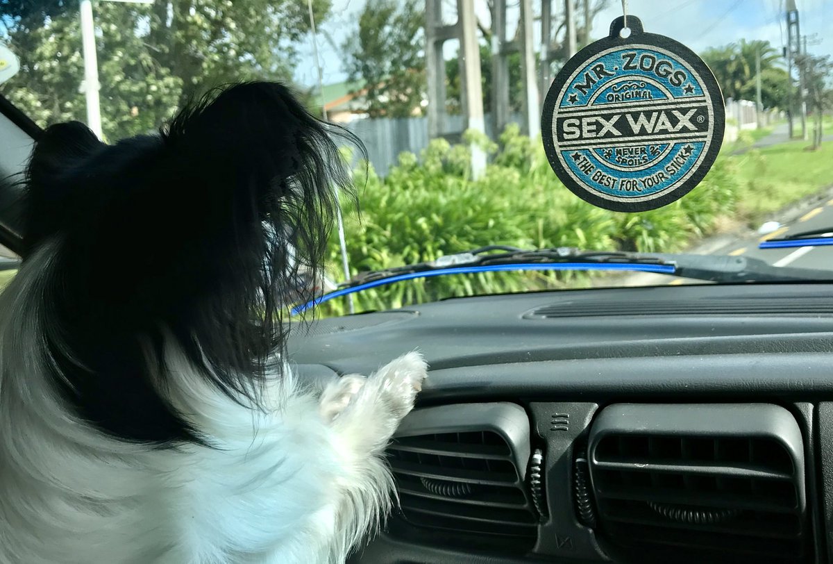 Katewaikato's tweet photo. Off on another adventure - always adventuring with the boys #Papillon #adventure #MrZogs #Sexwax #roadtrip #offwego #eyesontheroad https://t.co/MIOLfuWkUM