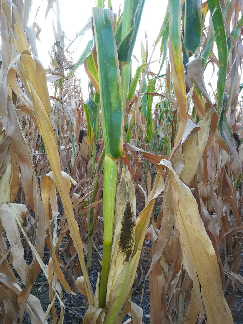 Maiz. Olaeta  (Cba)
Espiga casi sin producción. 
Plantas sin espigas.
#sequia #cosecha2018