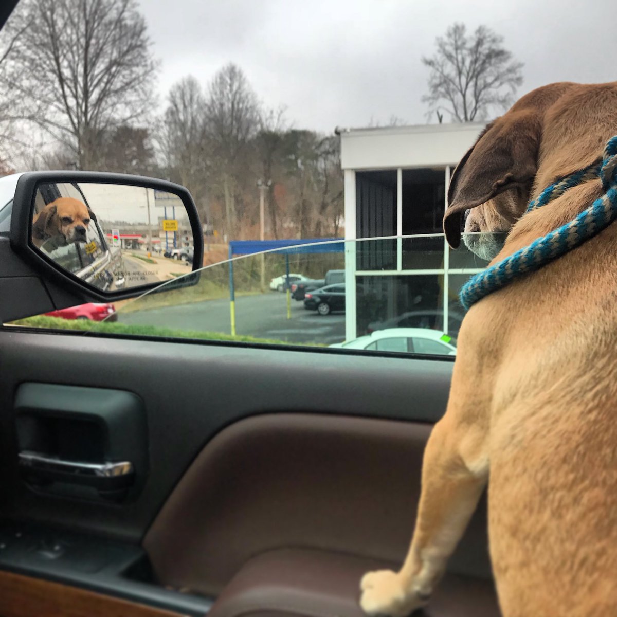 mtnmac's tweet image. The cutest puggle flying in the car window. #dogair #windowdog #puggle