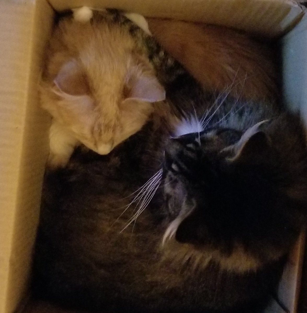 sheryl_monk's tweet photo. Maggie wins #Gold in the New Olympic Sport of: The Prissiest way to lay on Blondie. #KittyGames #Olympics @PhoenixWillow @KWierso https://t.co/YArmqwtu8d