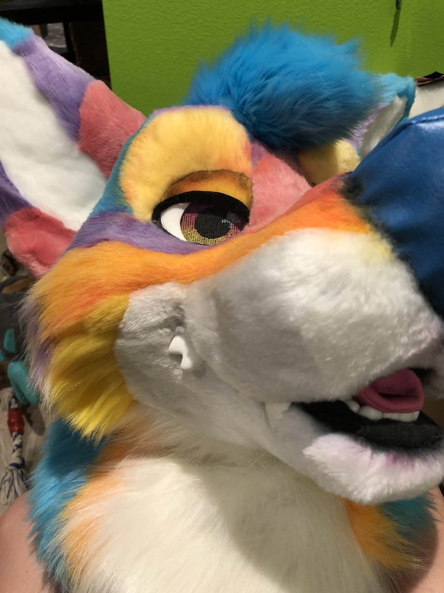 MadeFurYou's tweet photo. Ocaso coyote is absolutely stunning! Inspired by an Arizona sunset. https://t.co/VYNge1GEdQ