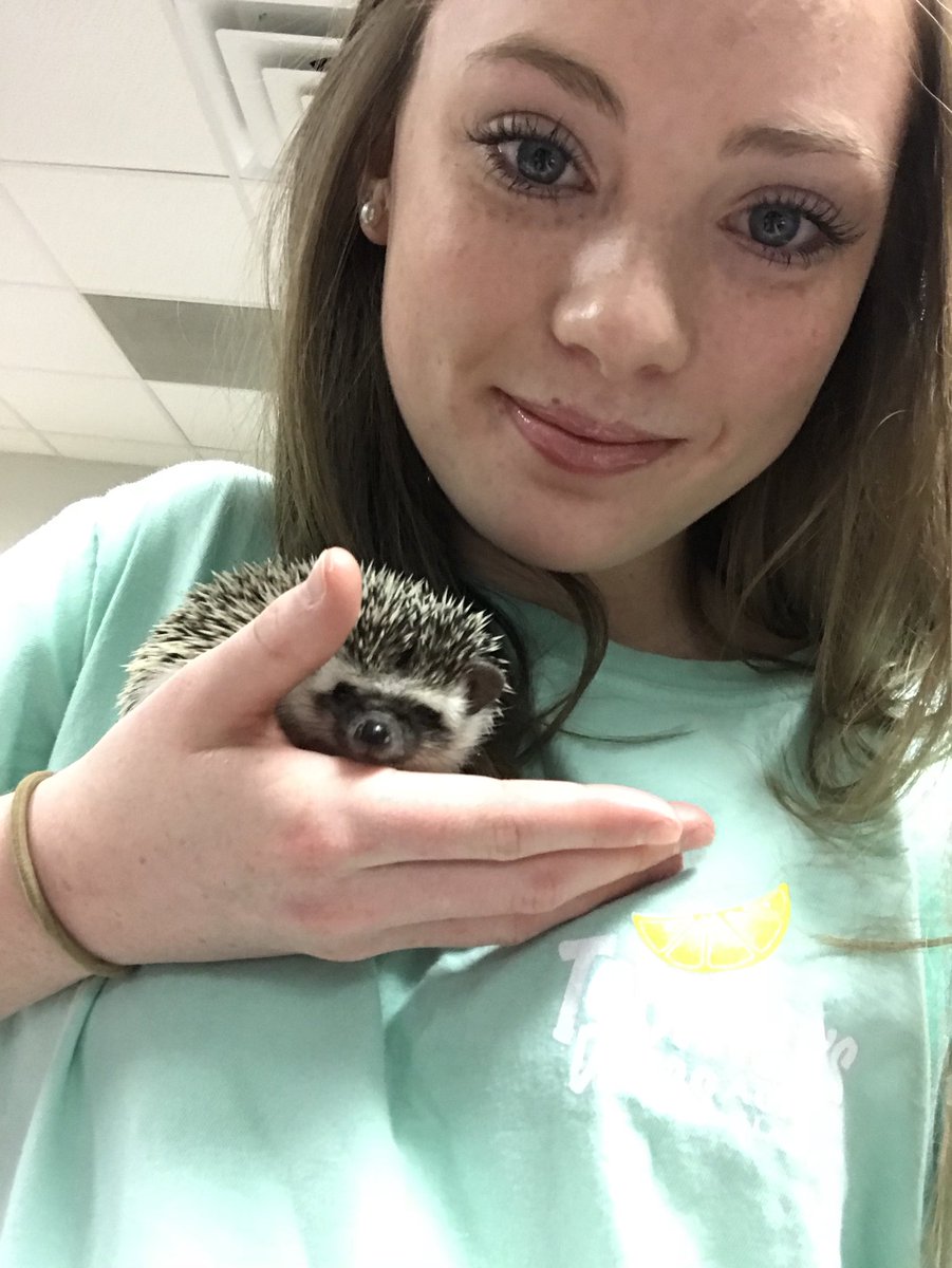 grayspolliespic's tweet image. Seriously, animal science is rocking her world, but glad the ferret went back, it was a long weekend, today the hedgehog!!!  #learninghandson #brave