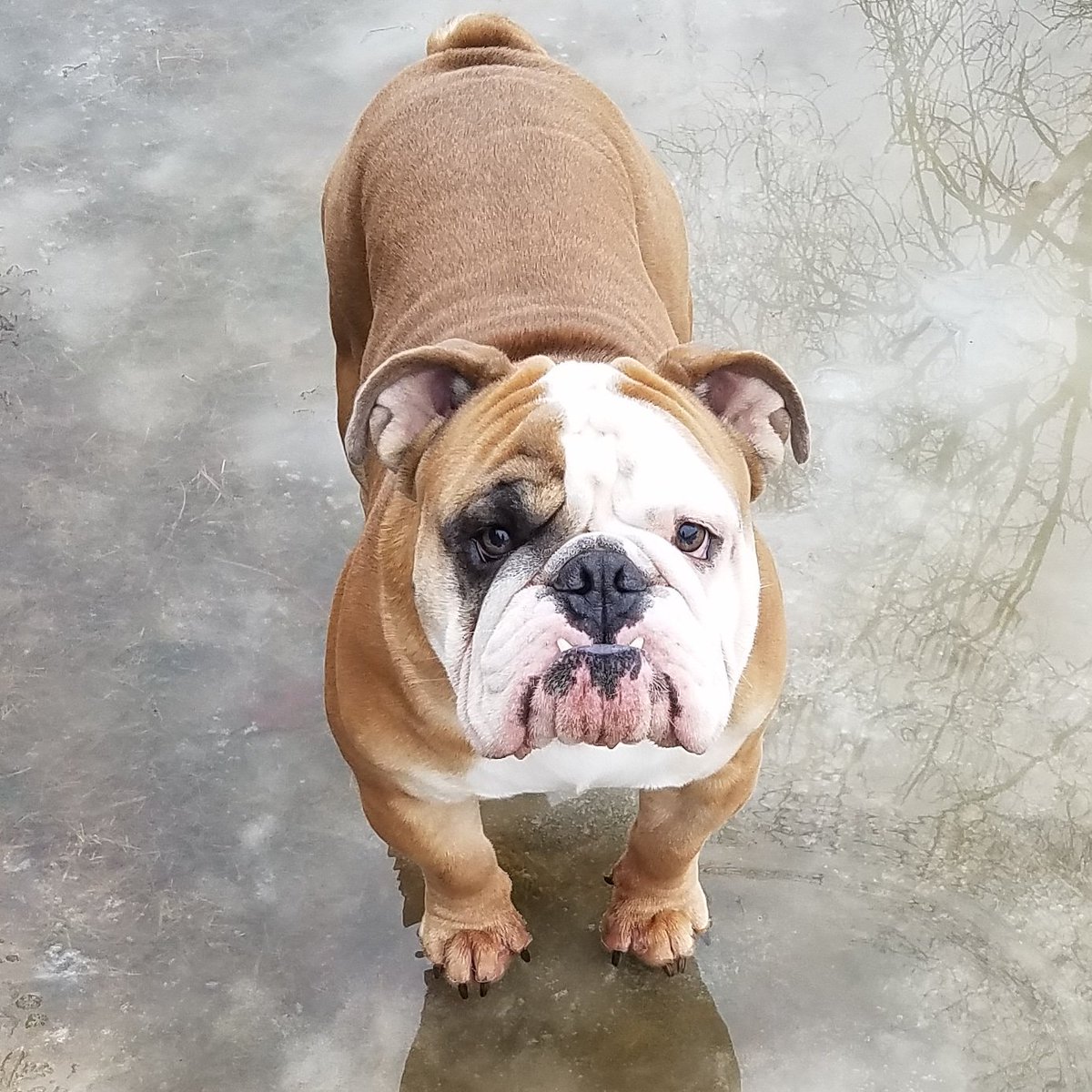 thorbullyboy's tweet photo. Look at dis giant puddle dat was once my backyard!!! AND there are leaves and sticks floating in it!!! SO MUCH FUN!!! 🙌🙌🙌 
#waterfun #giantpuddle #tuesdayfun #waterpark #backyardfun #happytuesday https://t.co/r16leimBM0