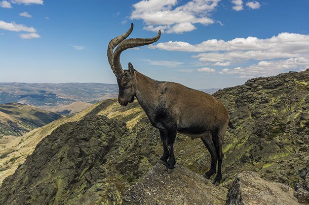 La Reserva de Las Batuecas celebrará el 4 de marzo la subasta de cabra montés, corzo y becada bit.ly/2oiPd6e #ElCotodeCaza #Caza #Cazadores #CazaMayor #CazaMenor #ReservadeCaza #MachoMontés #Corzo #Becadas #LasBatuecas