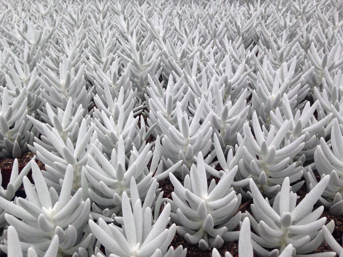 Innovatiemotor's tweet photo. Bedrijfsbezoek bij Ubink Cactus in Kudelstaart, middenin @GreenportA  alsmeer. https://t.co/tKJSuwWo5c