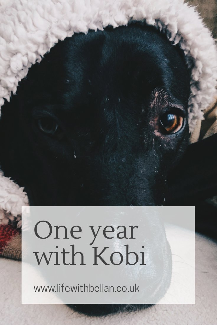 theruralsoul's tweet photo. It's hard to think that this time last year we were sat at home waiting for the trainer to bring Kobi over to our house. Kobi has now officially been with us a year, and it's been an eventful one!
https://t.co/s4WgYf5Jls
#lblogger #countryblog @FemaleBloggerRT @LovingBlogs https://t.co/78JcQ4DxA1