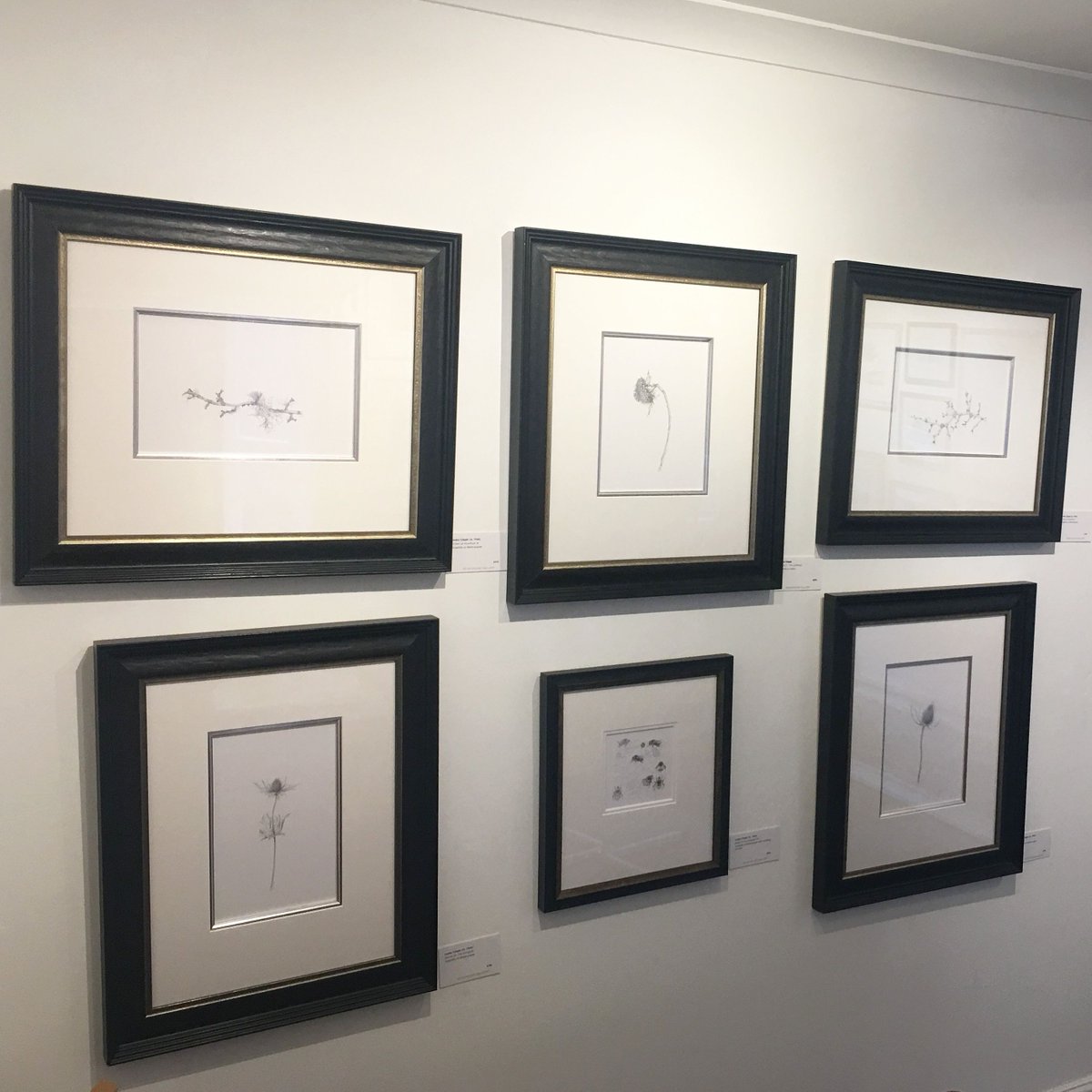 Lovely to see my work on display at <a href="/KevisHouse/">Kevis House Gallery</a> in #petworth
.
#drawing #sunflower #eryngium #teasel #lichen #hawthorn #bees
