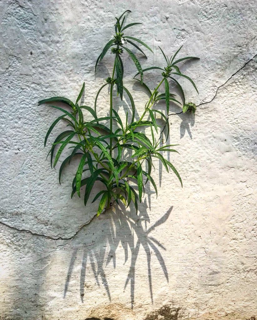 sanalsasidharan's tweet photo. If you deprive us of our soil, we will break your walls🙂. A revolutionary തുമ്പ #Thumpa (Leucas aspera) #Green_Resistance #Resistance https://t.co/TThgjaMnPl