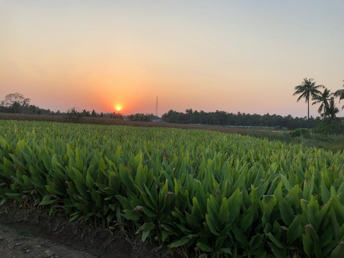 AppliedFoods's tweet image. As the sun sets on another day in Tamil Nadu, we reflect on how grateful we are to be able to bring these amazing organic ingredients to the world.