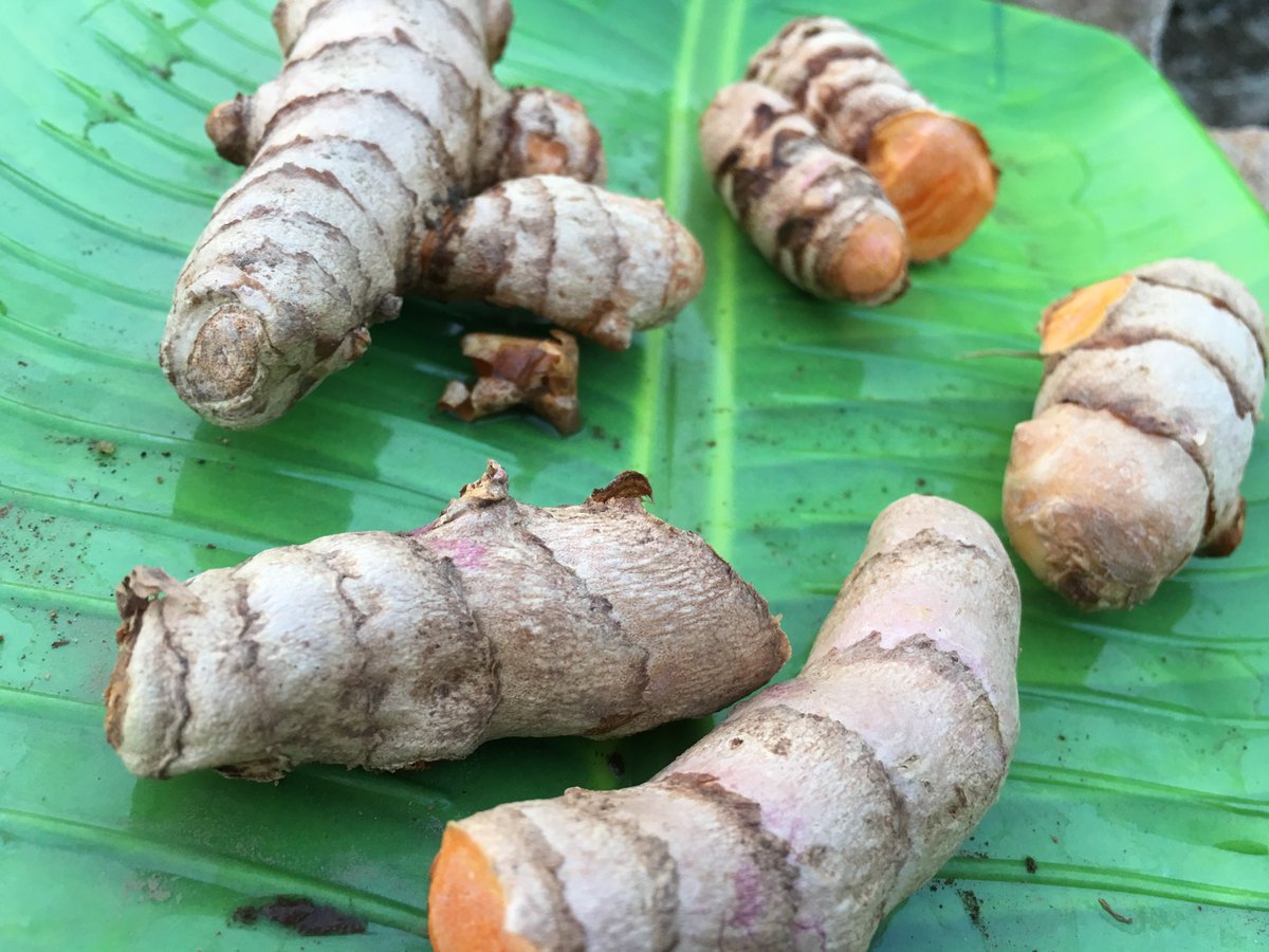 AppliedFoods's tweet image. As the sun sets on another day in Tamil Nadu, we reflect on how grateful we are to be able to bring these amazing organic ingredients to the world.