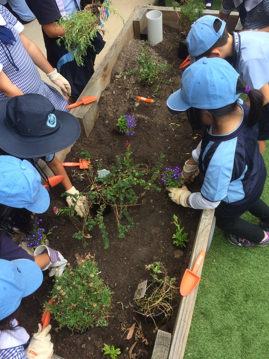 Dawe4Peter's tweet photo. #youthcommunitygreening assisting the #gardening club at @CanleyValePS with their school beautification project #schoolgarden #pottedcolour https://t.co/aVXSeokb7Z