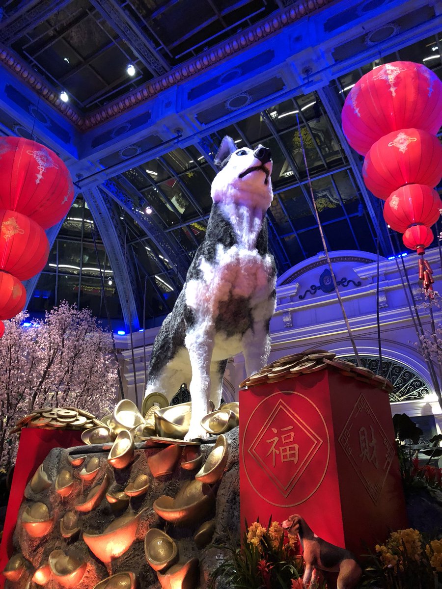 jmpowell77's tweet photo. Year of the dog! https://t.co/9Sot6KBvxa