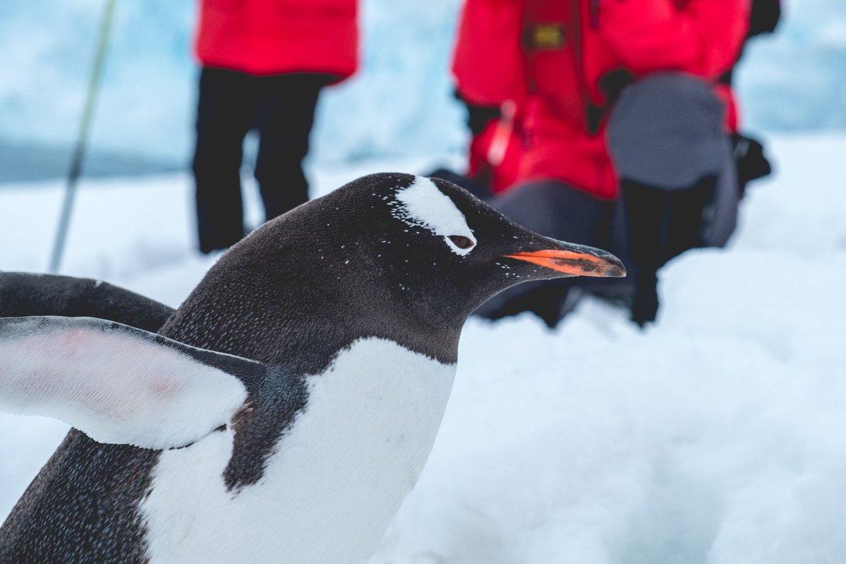 laventuretapl's tweet photo. #BLOG | Quand le #tourisme fait plus de mal que de bien... Ma réflexion après un #voyage en #Antarctique https://t.co/mCp2GcNuzl https://t.co/wNLAndSSsZ