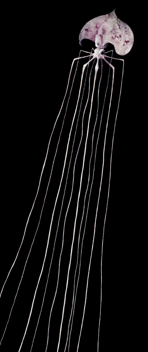 IAmSciArt's tweet photo. To go from cute to super creepy, check out these Magnapinna (big fin) #squids: https://t.co/MJkCS0K2C2

They really are the stuff of nightmares, just hanging there, trailing their endless arms and even more endless #tentacles, waiting to ensnare gormless... detritus? (ProfiLachs) https://t.co/WYxFeJxigB