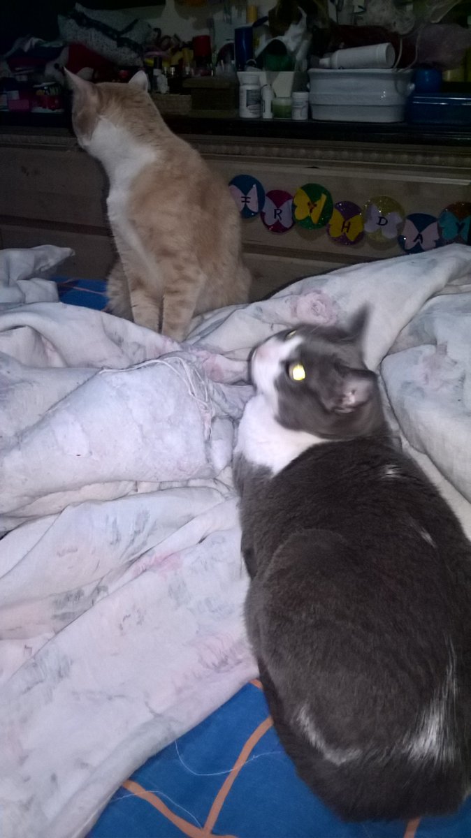 BlancheTours's tweet photo. #cats #macats https://t.co/rJ9teoTGKd
