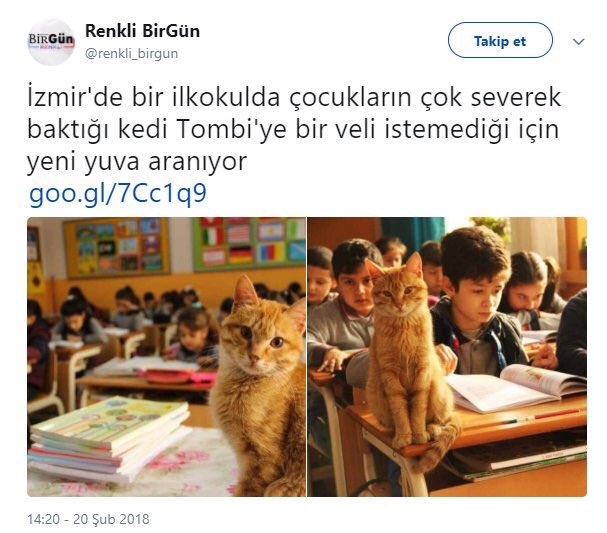 dilsatumran's tweet photo. @nihatsirdar #OkadarSefilizKi bir kediye bile sevgi gösteremiyoruz. https://t.co/bQjF5smo5b