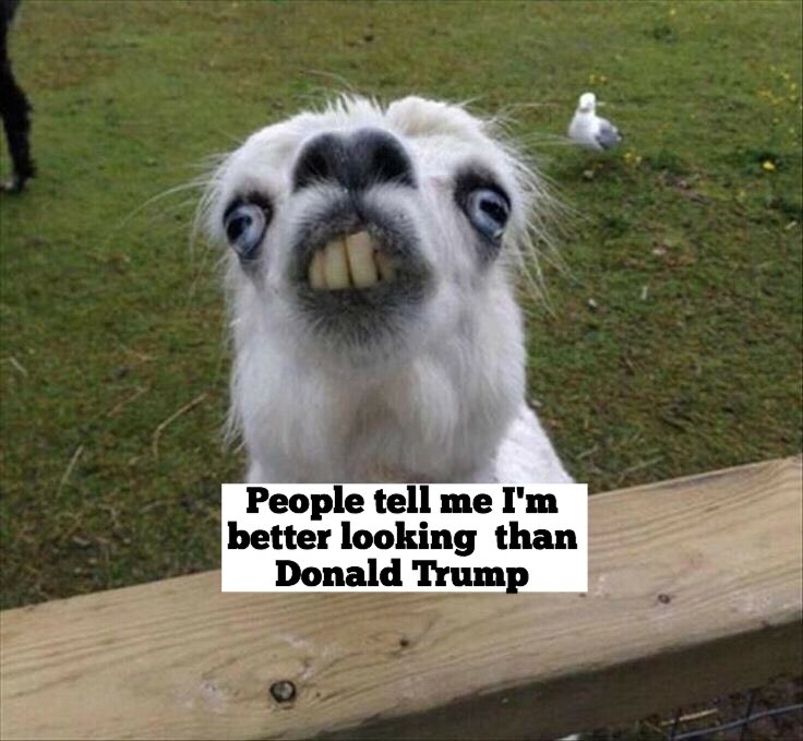 jarrahdale1's tweet photo. Do ya think I'm good looking? #Donald #Trump #idiot #twassock #mysoginist #ugly #danger to #humanity #deranged #mentallyill #sick #colinhabbott #colinhughabbott #Jarrahdale #westernaustralia #WA @ChrisJohnAbbott @AbbottPw @StopTrump2020 @nobby15 @perthnow https://t.co/nZVgr1MGEr