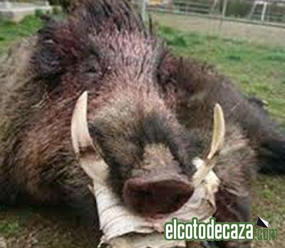 Manipulan un jabalí cazado y le ponen los colmillos de otro guarro a estilo facochero bit.ly/2EGyVix #ElCotodeCaza #Caza #Cazadores #CazaMayor #Cazadeljabalí