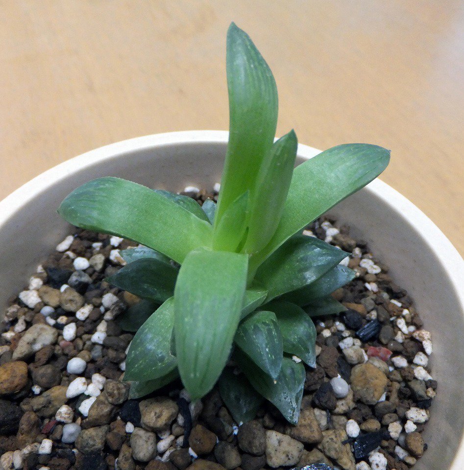 ハオルチアレツーサ