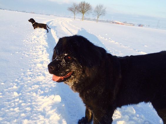 CutyDogs's tweet photo. Neufundländer im Schnee https://t.co/OJvvxmuQjQ
