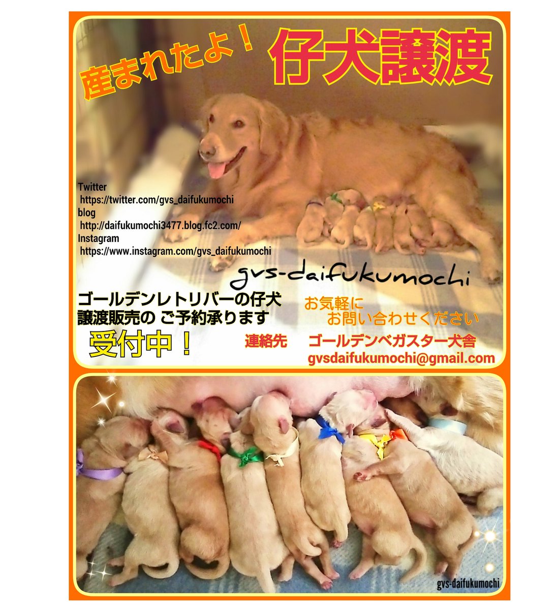 仔犬里親募集