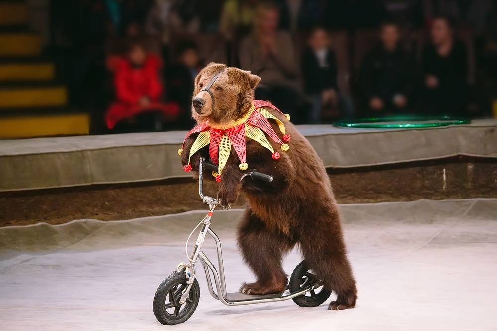 _Naeray's tweet photo. "Les cirques respectent les animaux".. https://t.co/6DAYrmHxlV