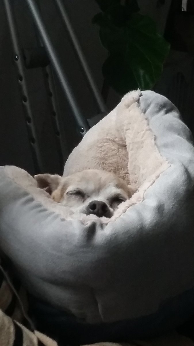 johnseanmusic's tweet photo. Ooolian #liltyler #liltylerulis @sportstronauts @charlesbuko @gregcote @gregrigcote @dog_rates @DogsTrust @guidedogs https://t.co/dJl398ZRsw