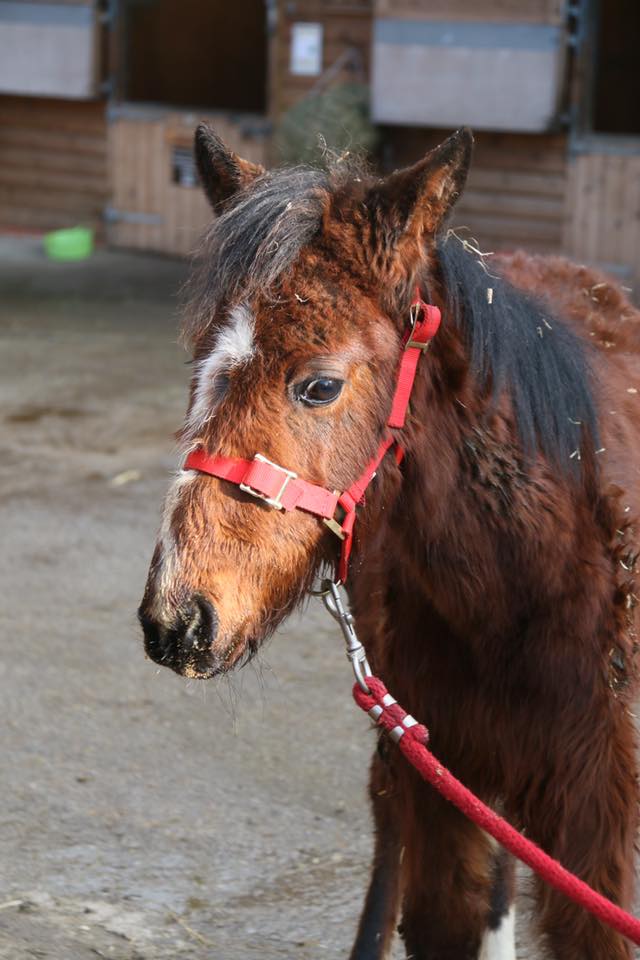 HopePastures's tweet image. Fagan after and before pictures he was covered in manure from lying down in a  dirty place for so long, it took months to get him into comfortable state. #Leeds