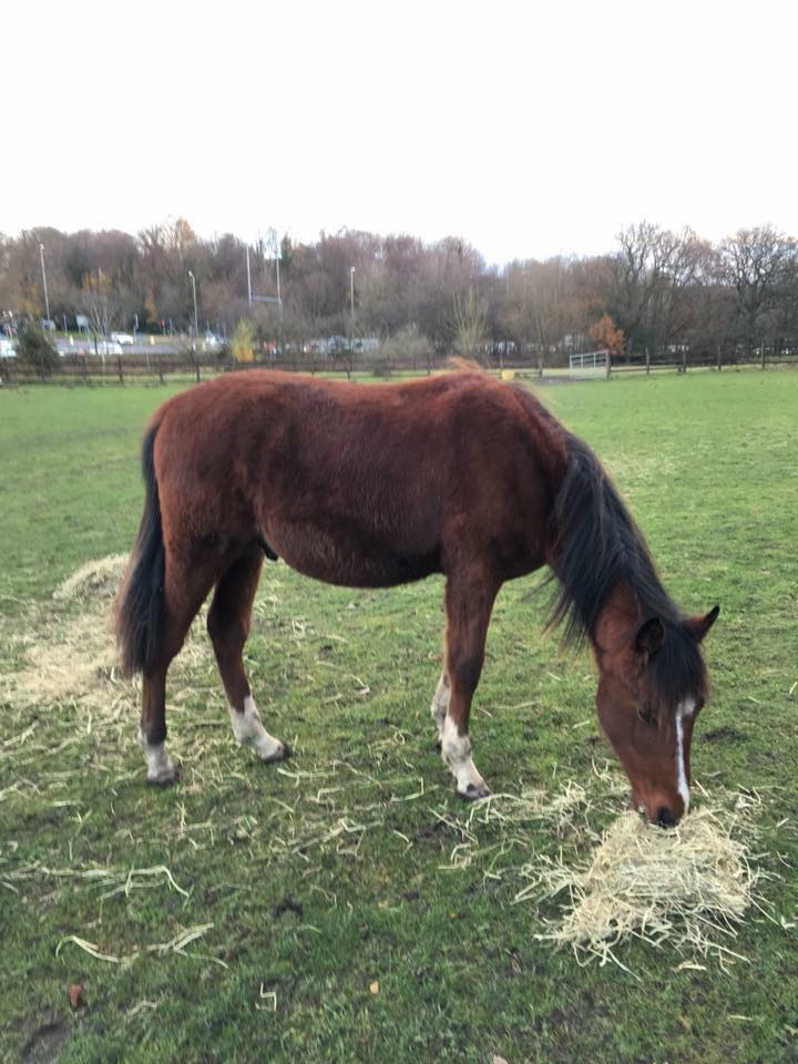 HopePastures's tweet image. Fagan after and before pictures he was covered in manure from lying down in a  dirty place for so long, it took months to get him into comfortable state. #Leeds