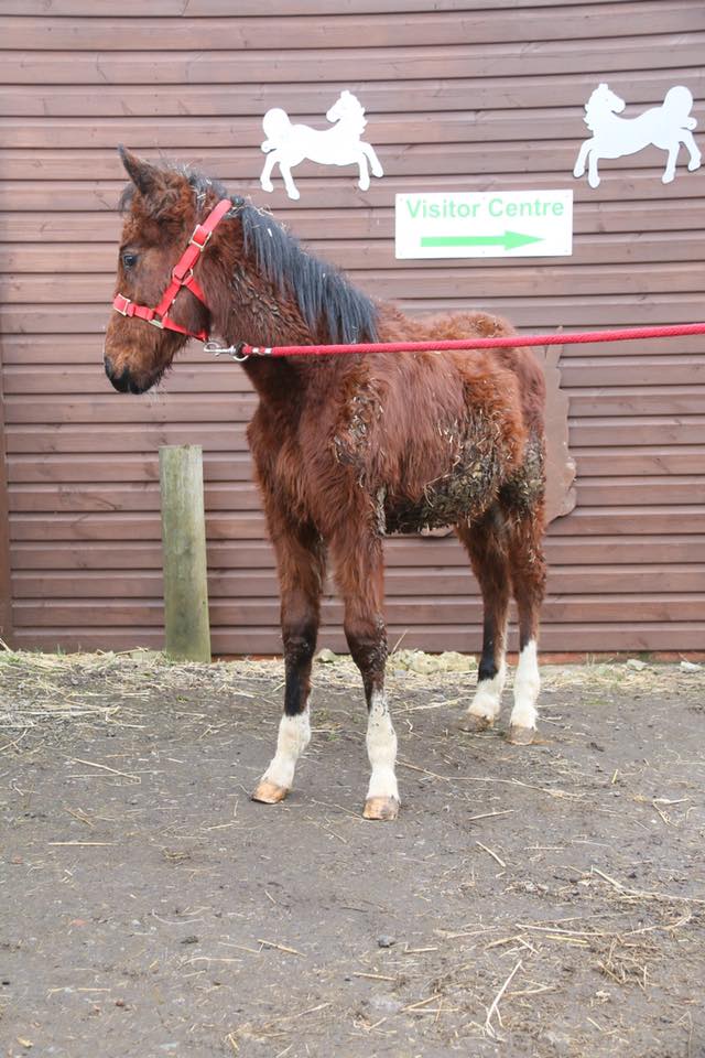 HopePastures's tweet image. Fagan after and before pictures he was covered in manure from lying down in a  dirty place for so long, it took months to get him into comfortable state. #Leeds