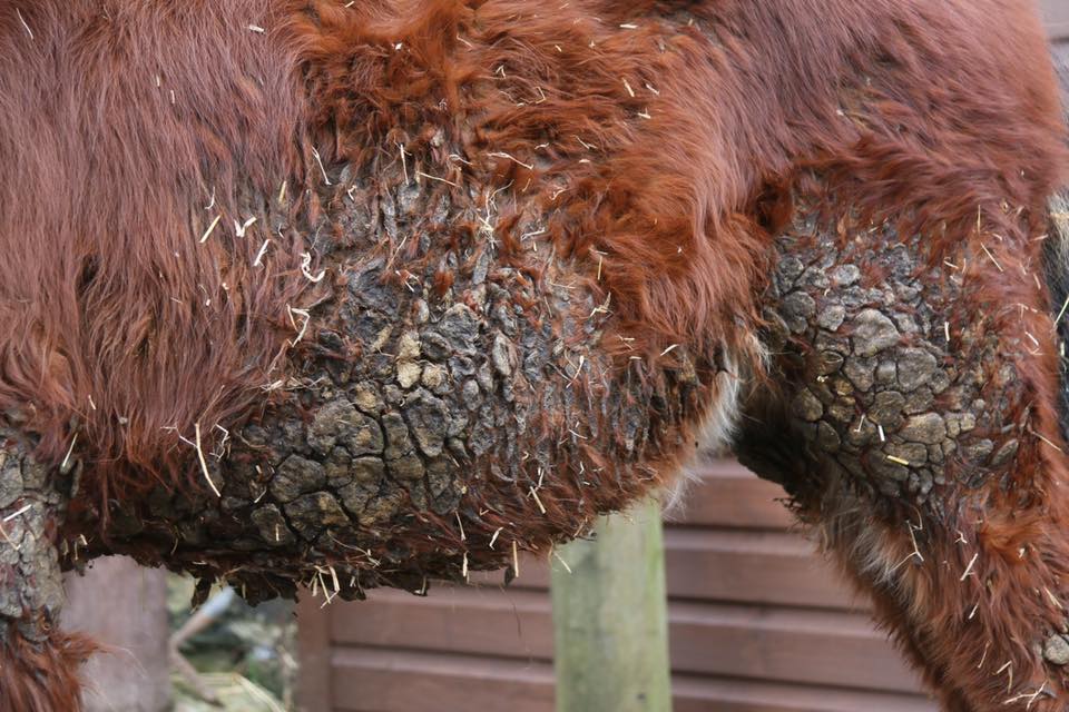 HopePastures's tweet image. Fagan after and before pictures he was covered in manure from lying down in a  dirty place for so long, it took months to get him into comfortable state. #Leeds