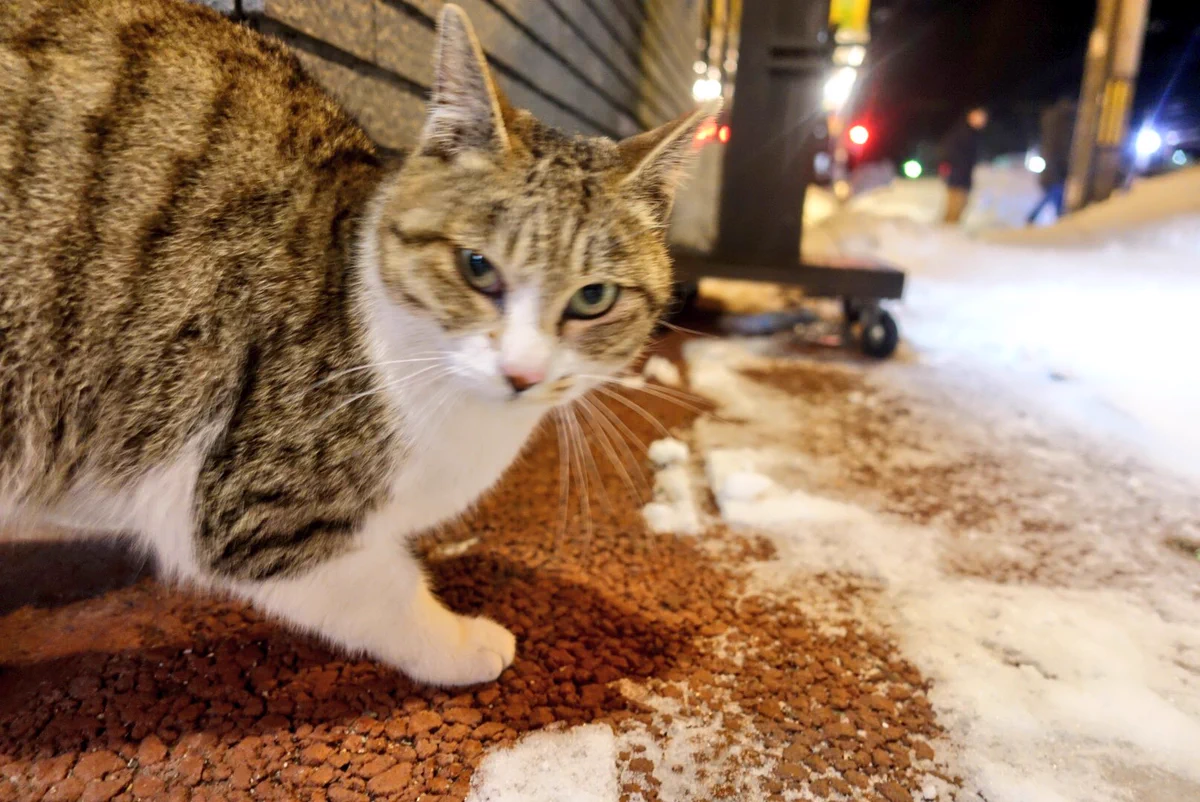 近い近いｗ野良猫なのに撮影してたら近づいてくる猫が可愛すぎるｗ