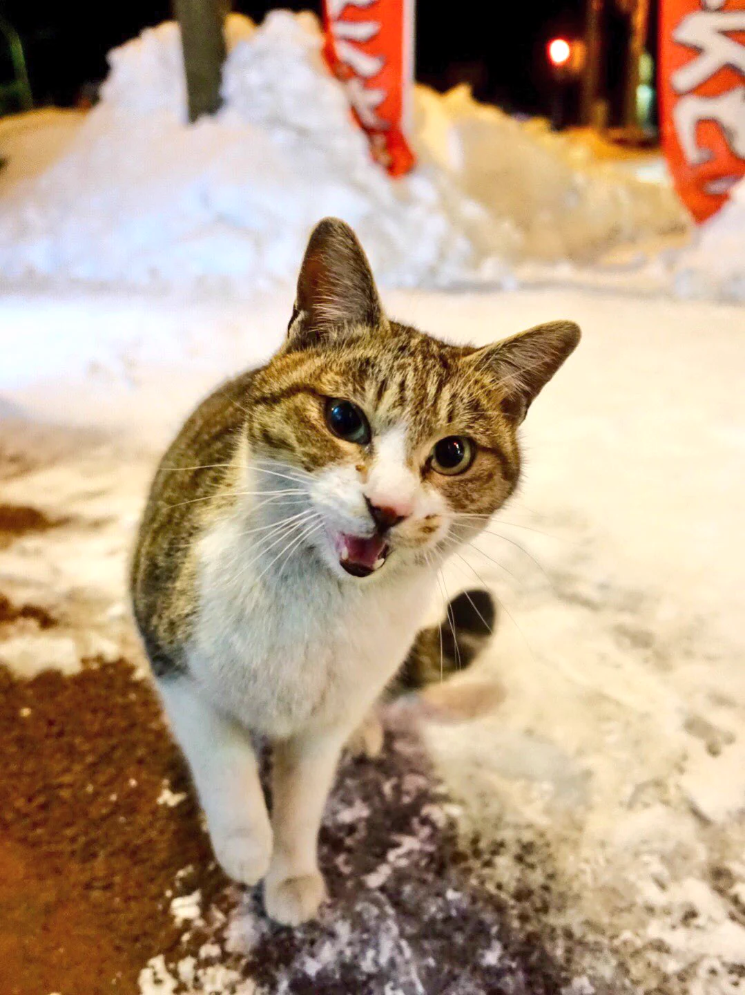 近い近いｗ野良猫なのに撮影してたら近づいてくる猫が可愛すぎるｗ