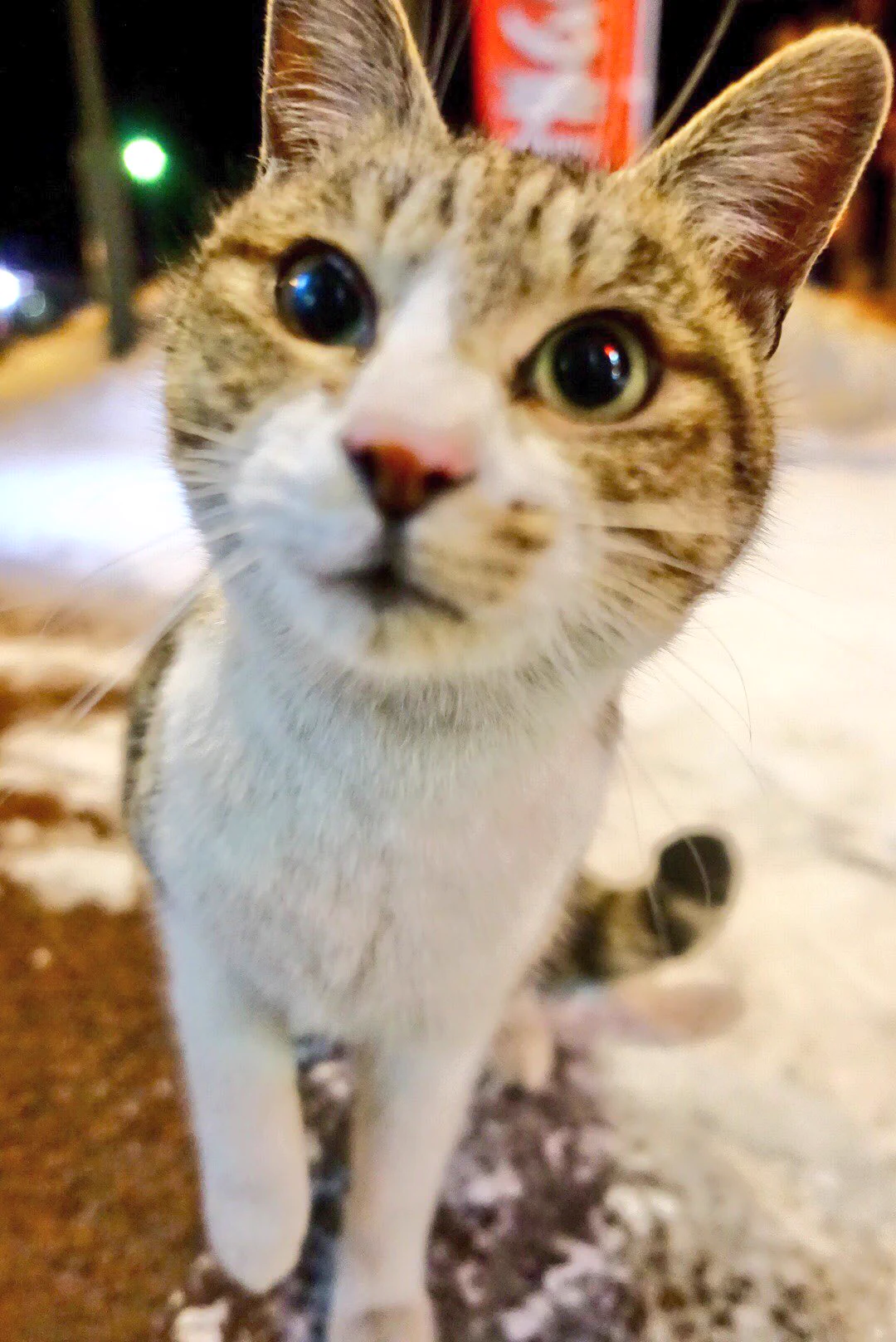 近い近いｗ野良猫なのに撮影してたら近づいてくる猫が可愛すぎるｗ