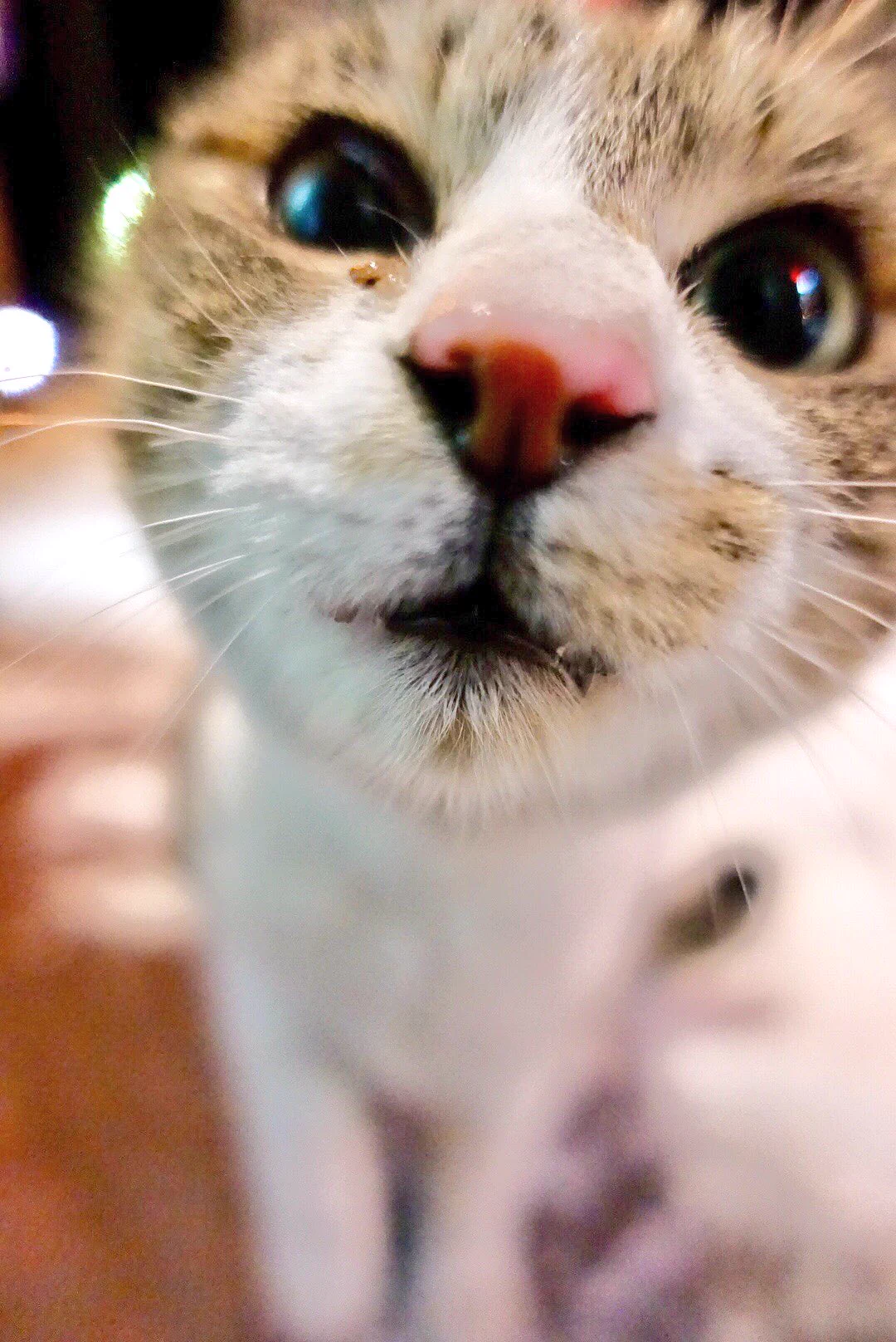 近い近いｗ野良猫なのに撮影してたら近づいてくる猫が可愛すぎるｗ