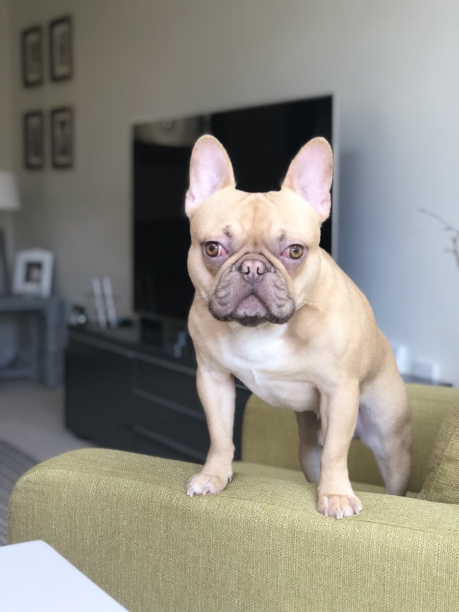 jonoobyrne's tweet photo. Today’s #LoveYourPetDay cheers for the heads up @AdrianWallingto 👍🏻 here’s my little man! #Alfie @Atelier_no16 https://t.co/d6Rp7xAj9u