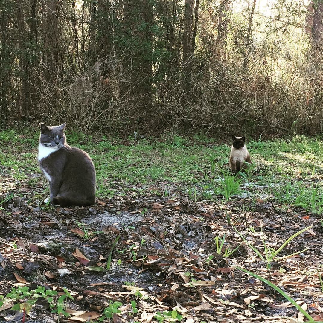 operationcatnip's tweet image. Good morning from our community #cats for #whiskerswednesday