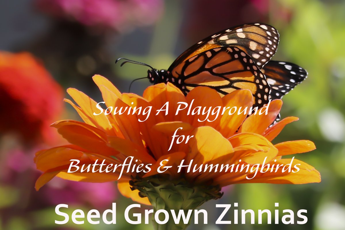 What are you dreaming about planting this season? #zinnias #Growwhatyoulove #butterflies #hummingbirds morethanoregano.com/seed-grown-zin…