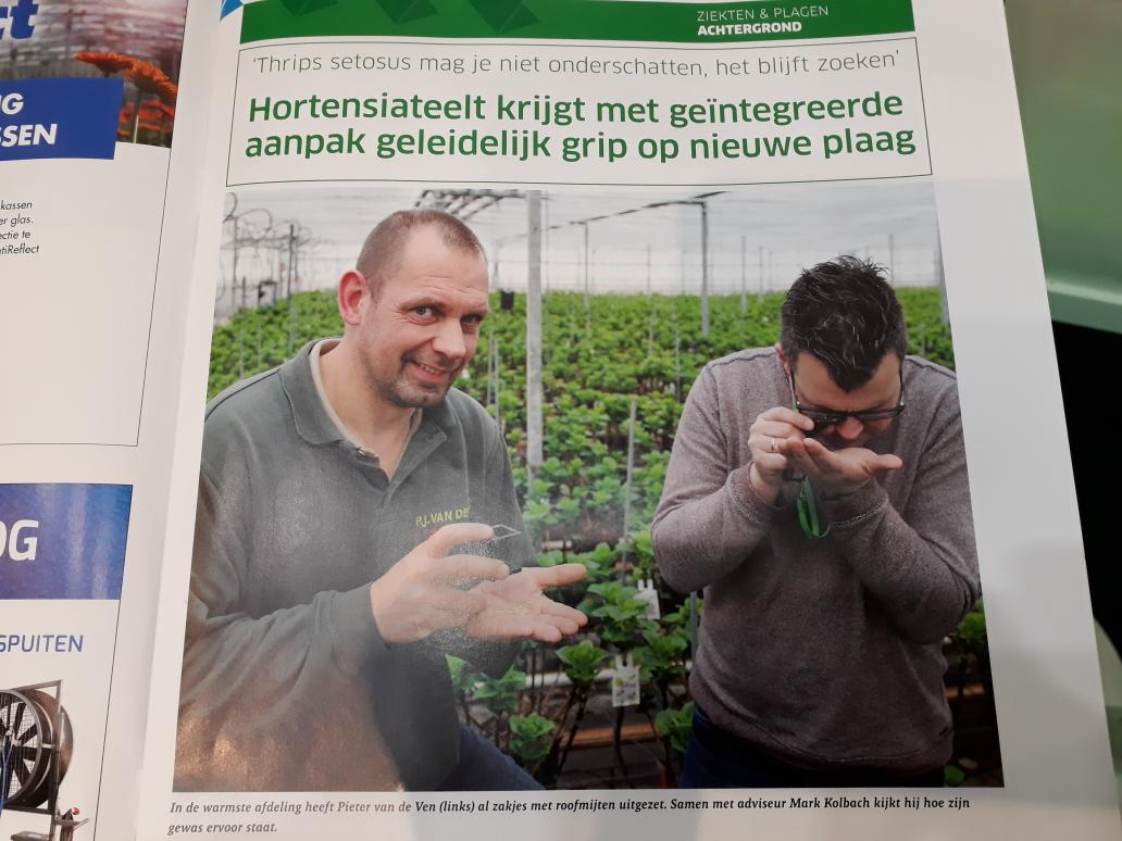 rianne_lek's tweet photo. Interessant artikel in @OnderGlas @Voscapelle ; Thrips setosus in Hortensia. https://t.co/ahNp6rISk9
