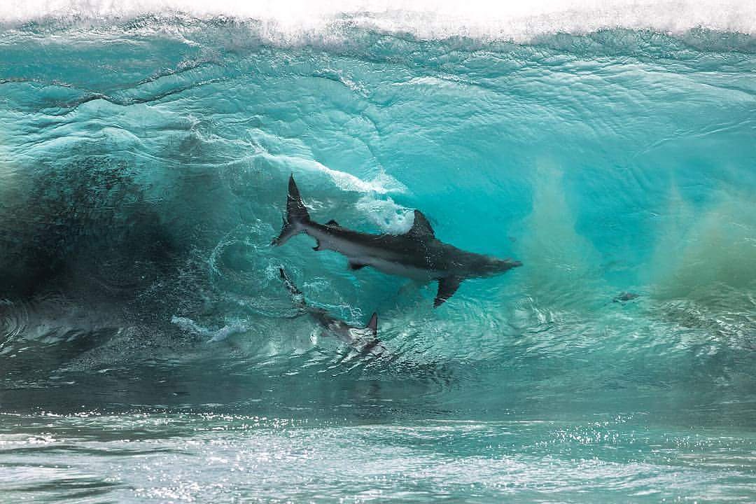 Lydia Shark tweet media