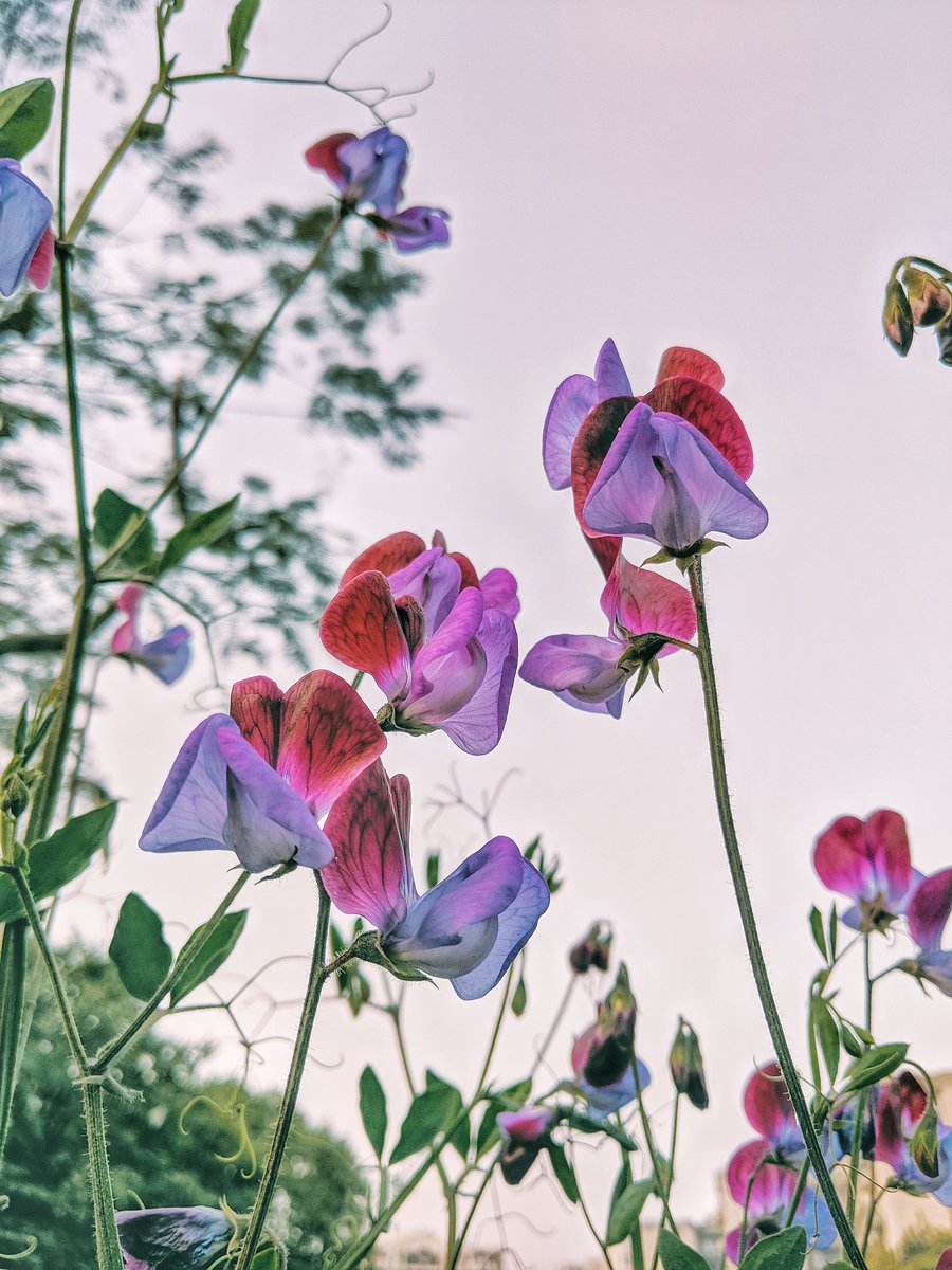 Naina's tweet image. A variety of the pea plant (methinks). Digital edit. Beautiful fragrance. I stick my nose into a hedge of these whenever I walk past them. #WhileWalking #PeaFlowers