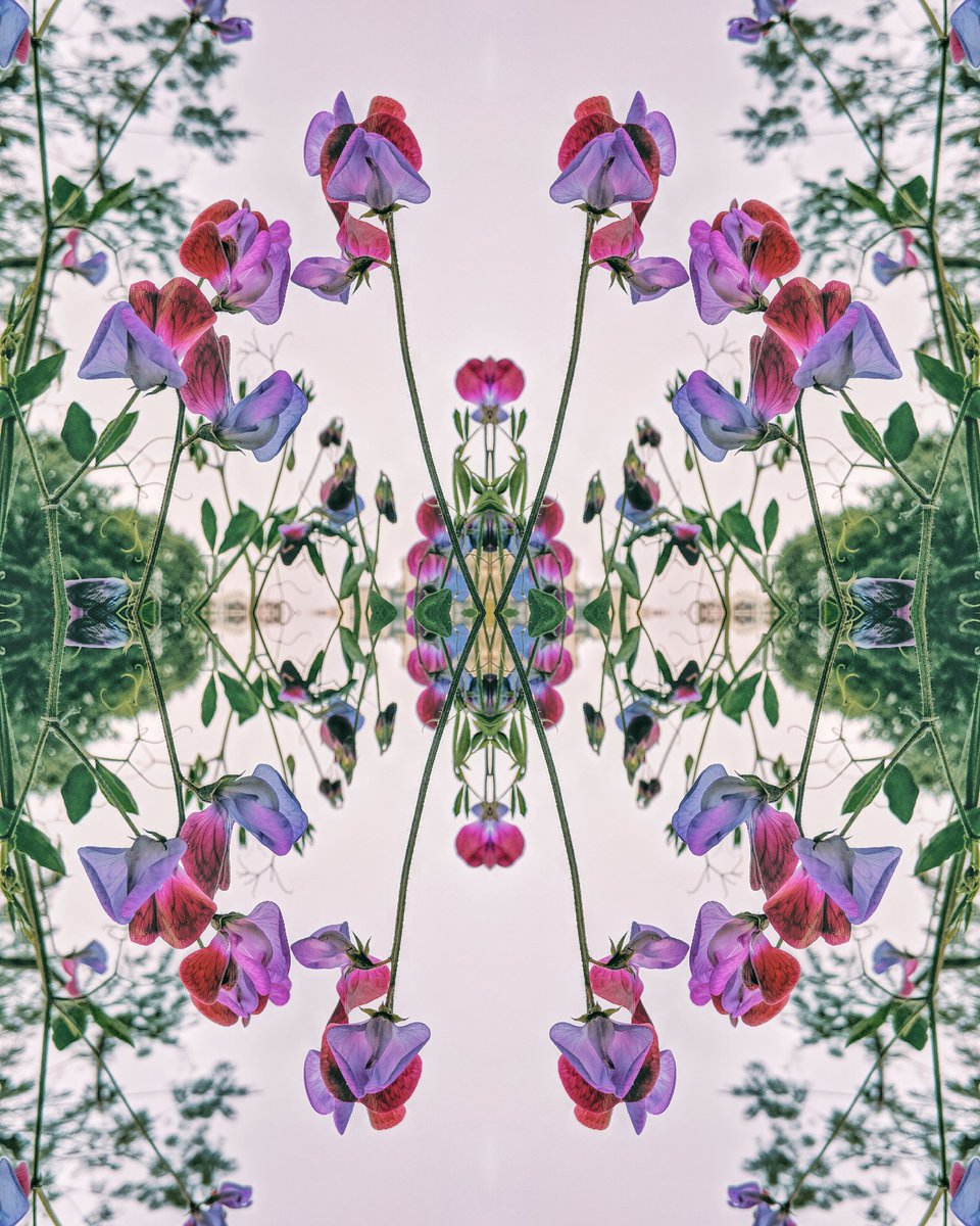 Naina's tweet image. A variety of the pea plant (methinks). Digital edit. Beautiful fragrance. I stick my nose into a hedge of these whenever I walk past them. #WhileWalking #PeaFlowers